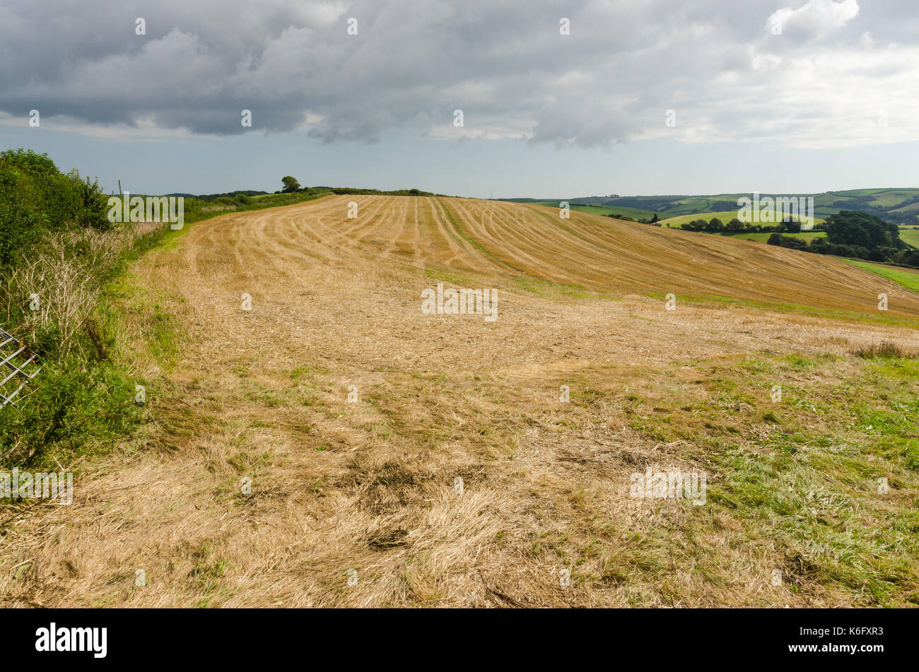 Vor kurzem abgeernteten Feldern in Batson, Salcombe Stockfoto