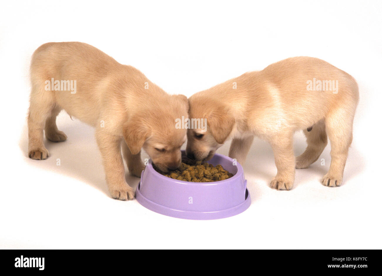 Labrador Welpen, 9 Wochen alt, Fütterung von Schüssel, Studio, weißer Hintergrund, Ausschneiden, Haushund Stockfoto