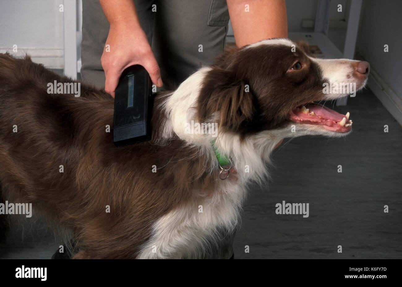 Border Collie Hund an Tierärzte Kontrolle der Mikrochip in Hals mit elektronischen Lesegerät Stockfoto