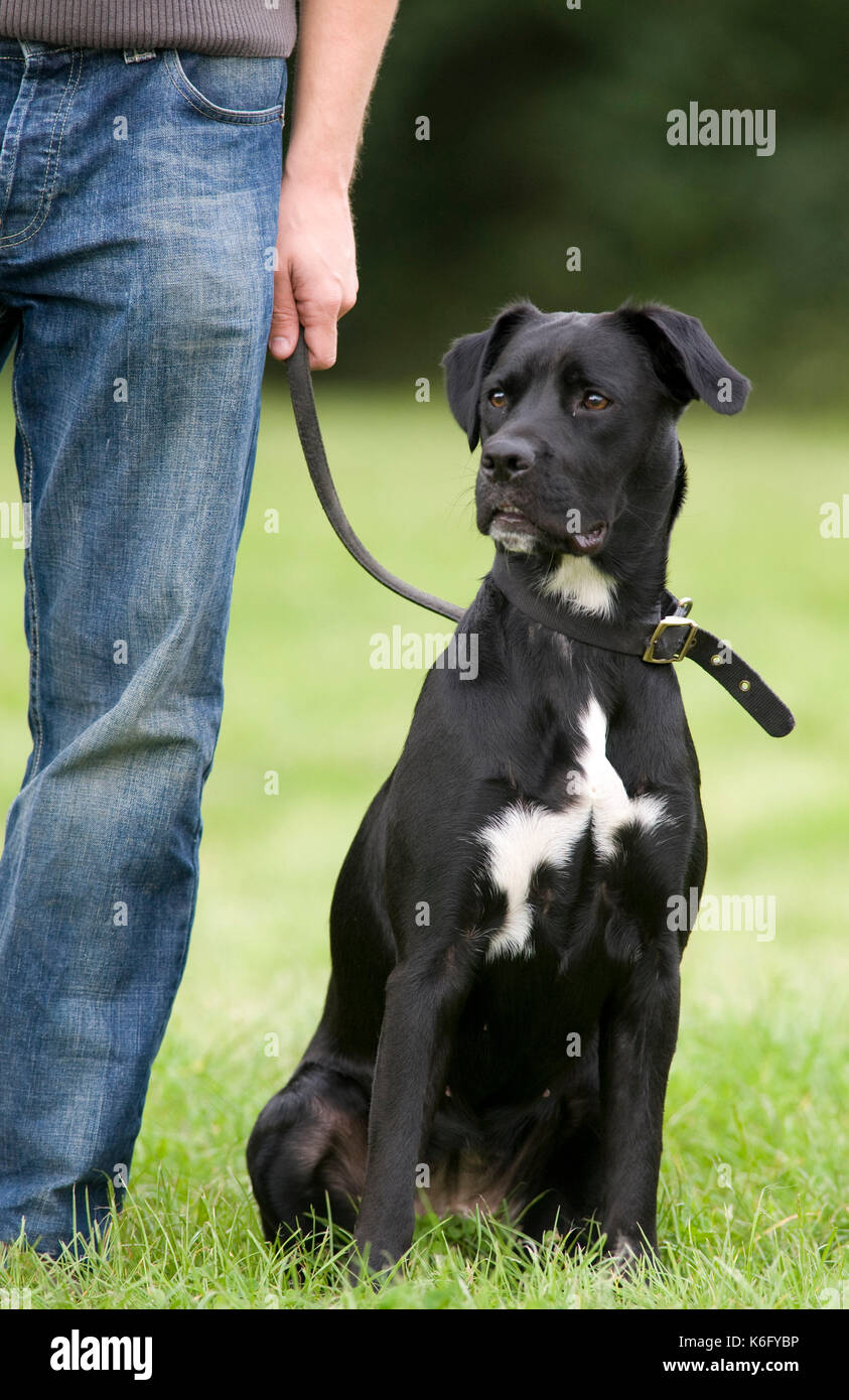Malteser Hund Schwarz Weiß Großer Münsterländer Hunderassenprofil