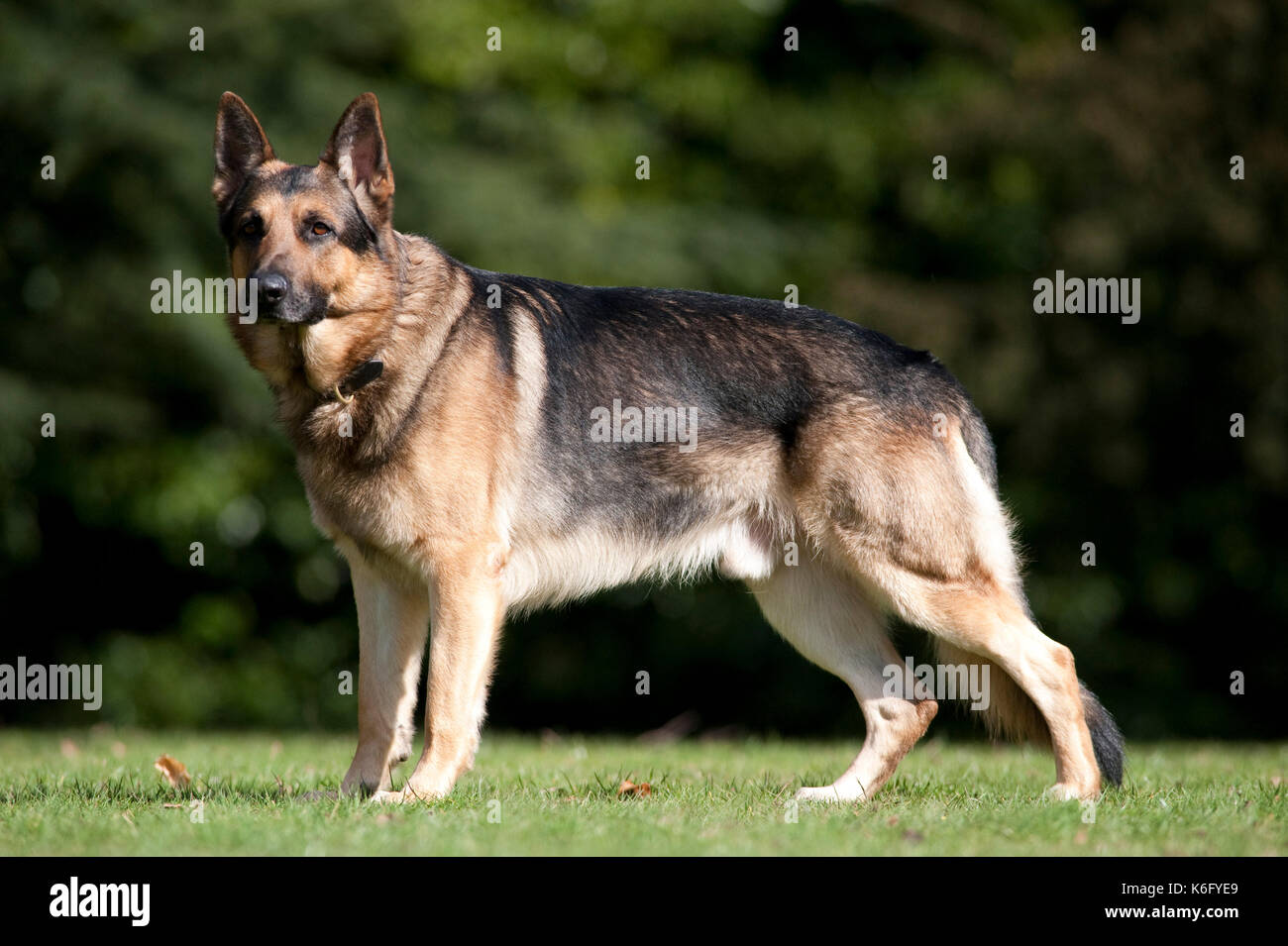 Deutscher Schäferhund, Schäferhund, Standing in Park, UK, Alert, suchen Stockfoto