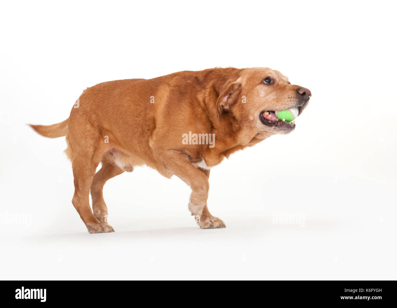 Labrador Hund, im Studio UK, Wandern, trotten, Warnung, die mit dem Ball im Mund Stockfoto