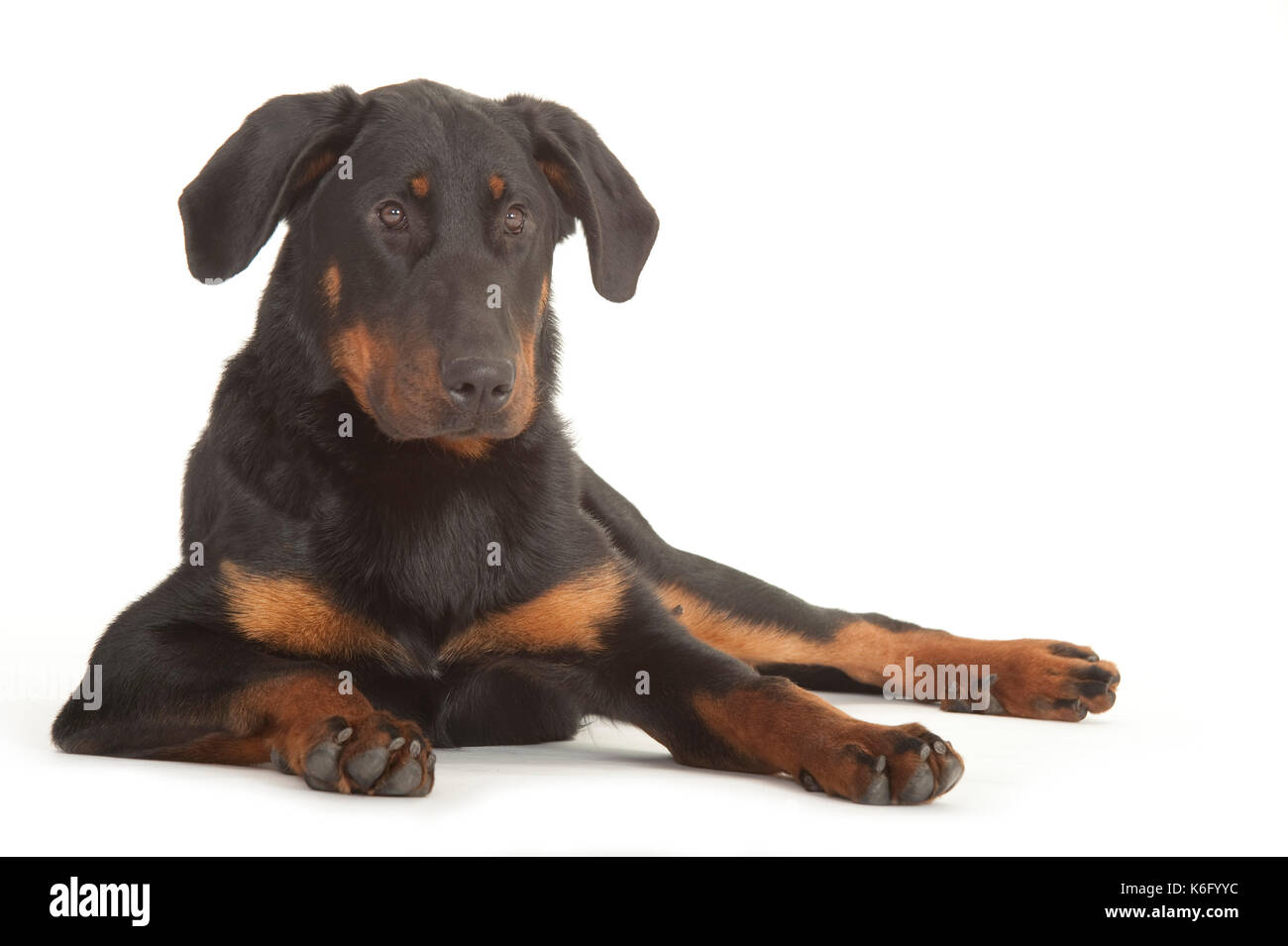 Beauceron Hund - Männlich, Festlegung, Studio, weißer Hintergrund Stockfoto