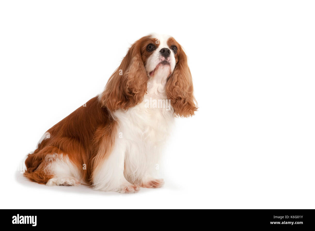 Cavalier King Charles Spaniel hund, Sitzen, Studio, weißer Hintergrund Stockfoto