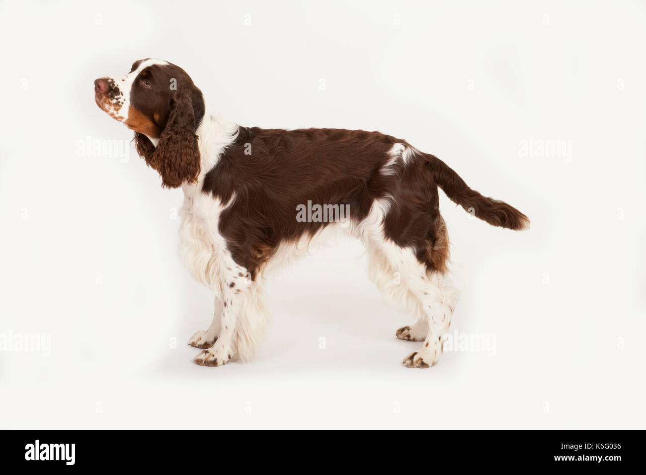 English Springer Spaniel hund, Stehen, Studio, weißer Hintergrund Stockfoto