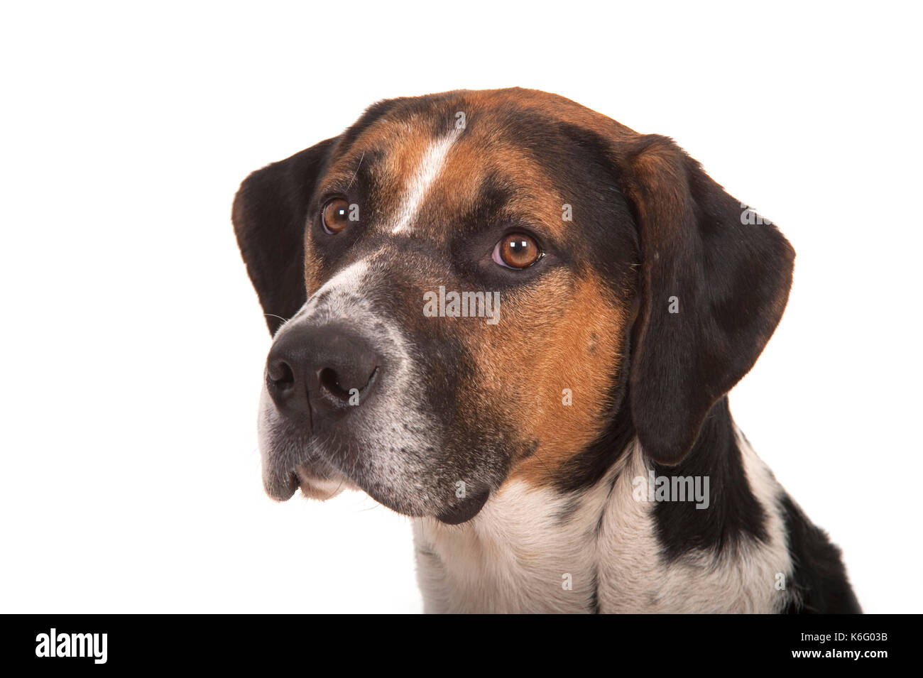 Foxhound Hunde, Gruppe stehen zusammen, Studio, weißer Hintergrund Stockfoto