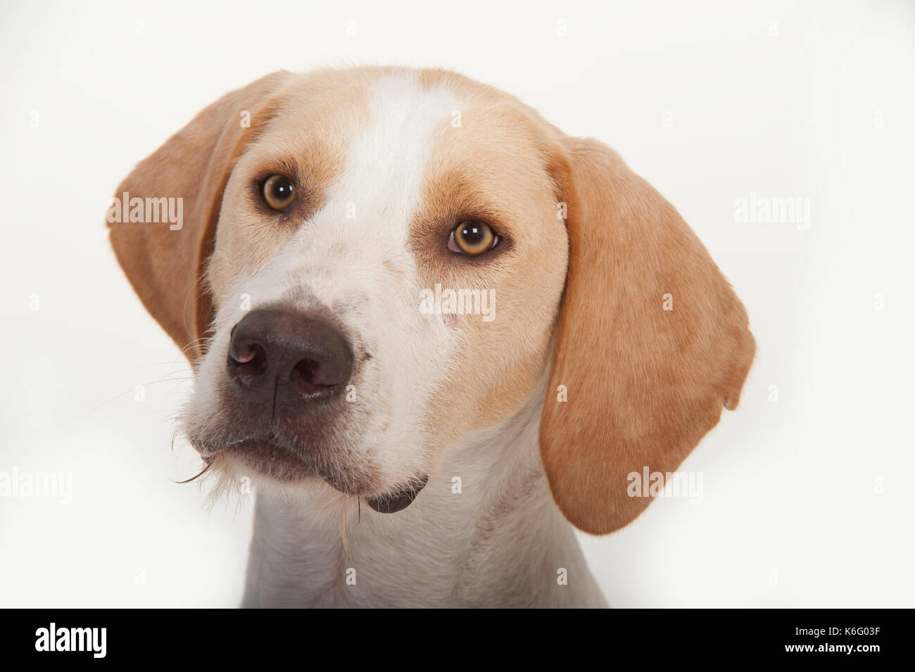 Foxhound Hunde, Gruppe stehen zusammen, Studio, weißer Hintergrund Stockfoto