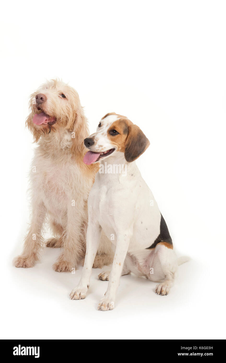 Foxhound Hunde, Paar zusammen sitzen, Studio, weißer Hintergrund Stockfoto