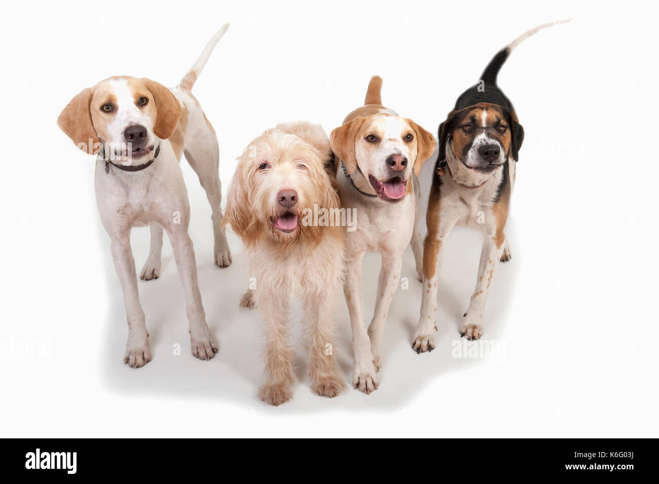 Foxhound Hunde, Gruppe stehen zusammen, Studio, weißer Hintergrund Stockfoto