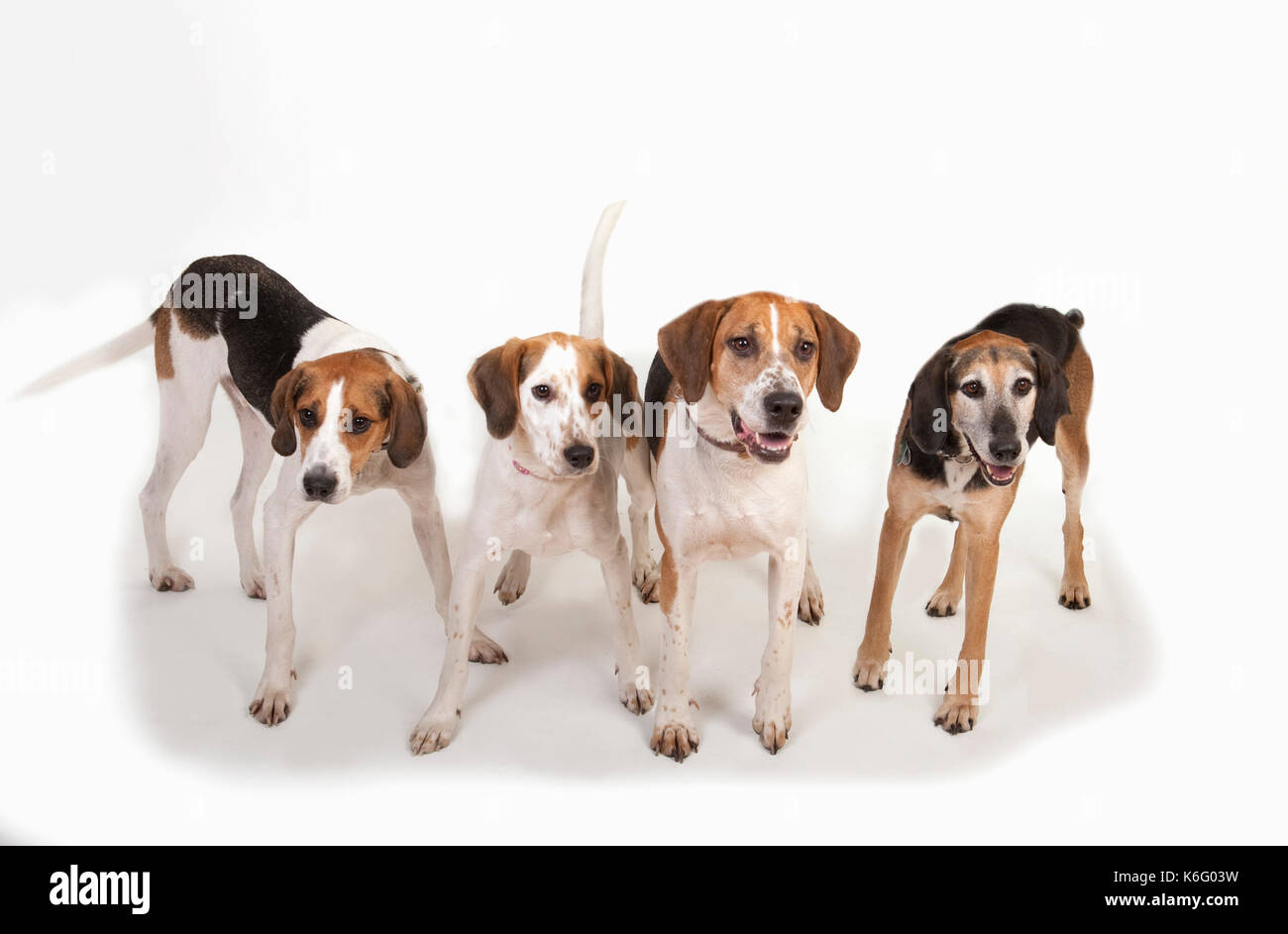 Foxhound Hunde, Gruppe stehen zusammen, Studio, weißer Hintergrund Stockfoto
