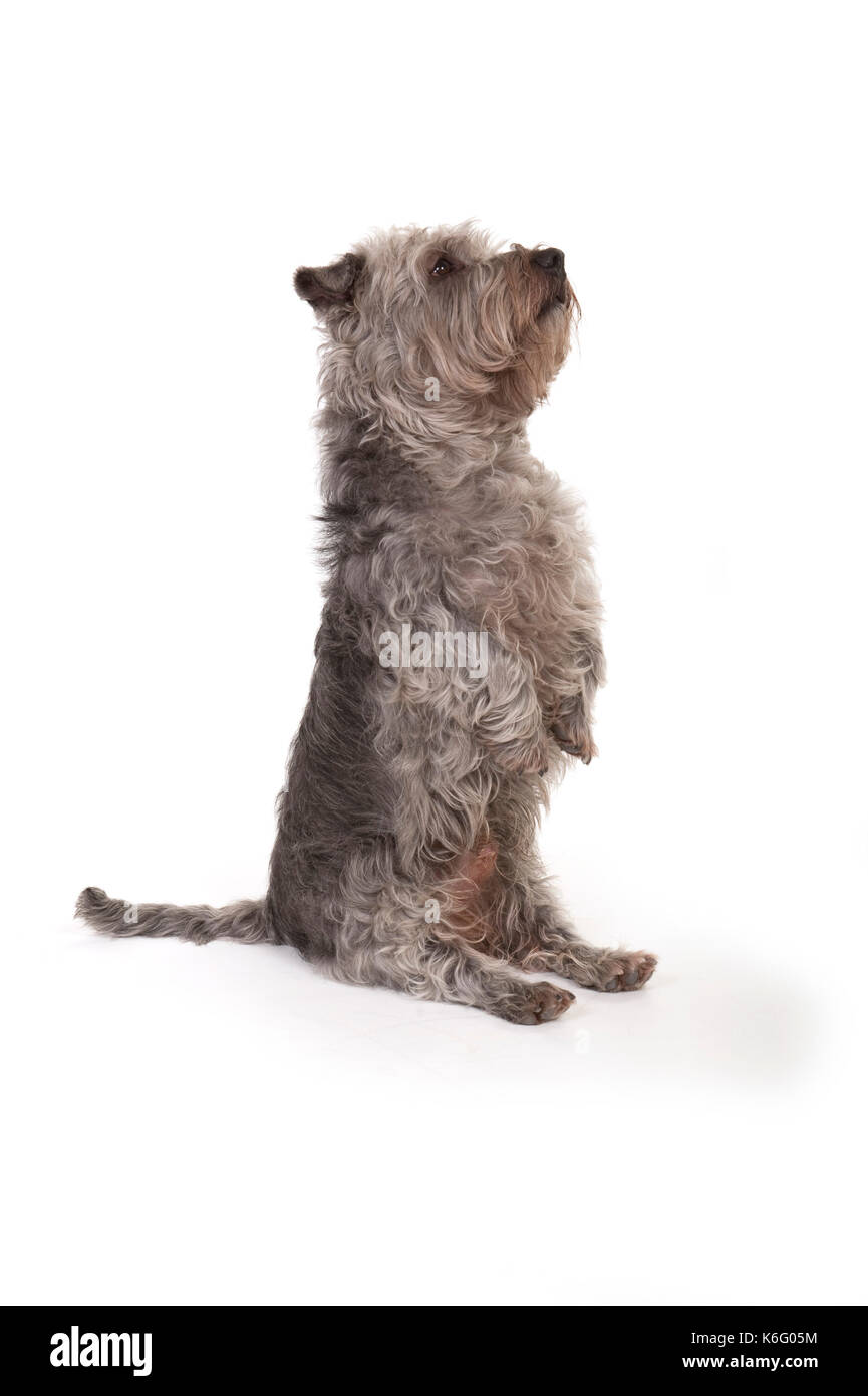 Glen von imaal Hund, sitzt an der Rückseite der Beine, Studio, weißer Hintergrund Stockfoto