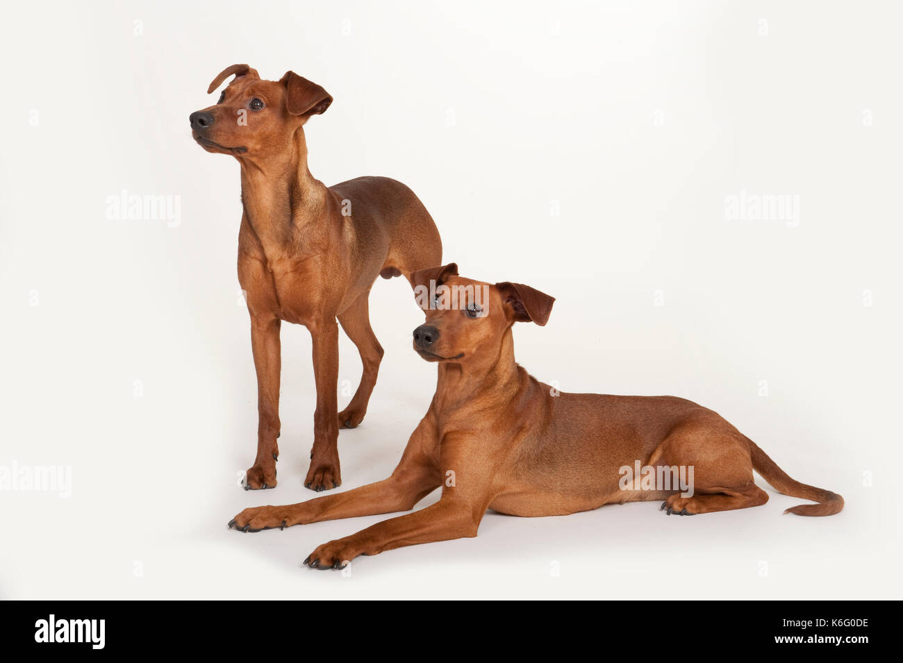 Paar Pinscher Hunde, ständigen und zur Festlegung, Studio, weißer Hintergrund Stockfoto