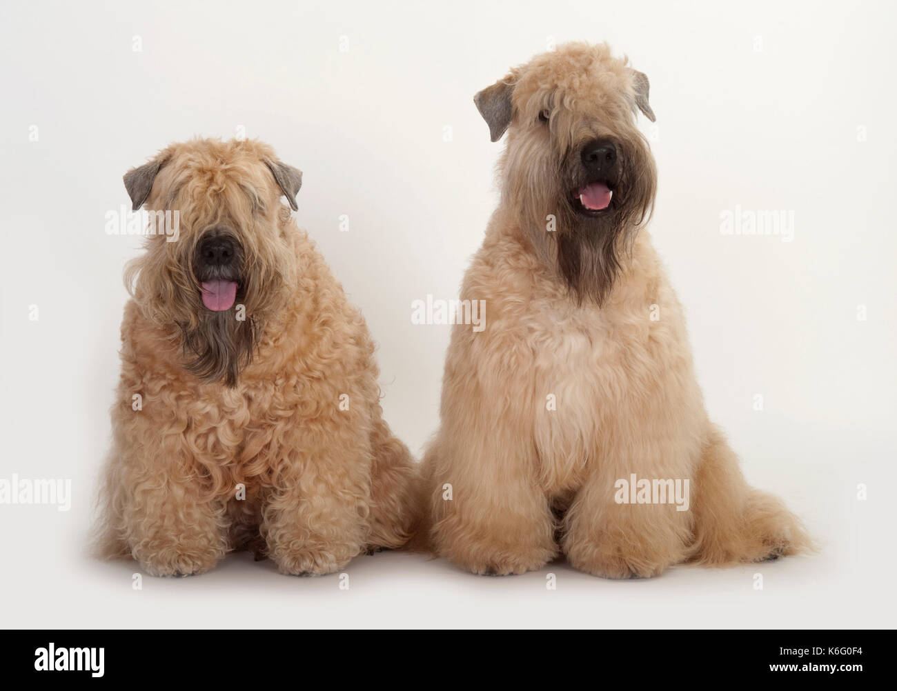 Paar Soft Coated Wheaten Hunde, Sitzen, Studio, weißer Hintergrund Stockfoto