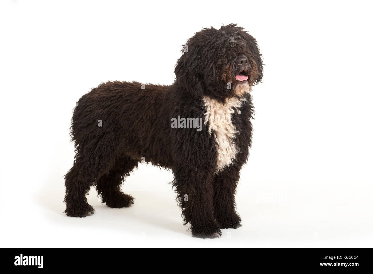 Spanische Wasserhund, stehen, Studio, weißer Hintergrund Stockfoto