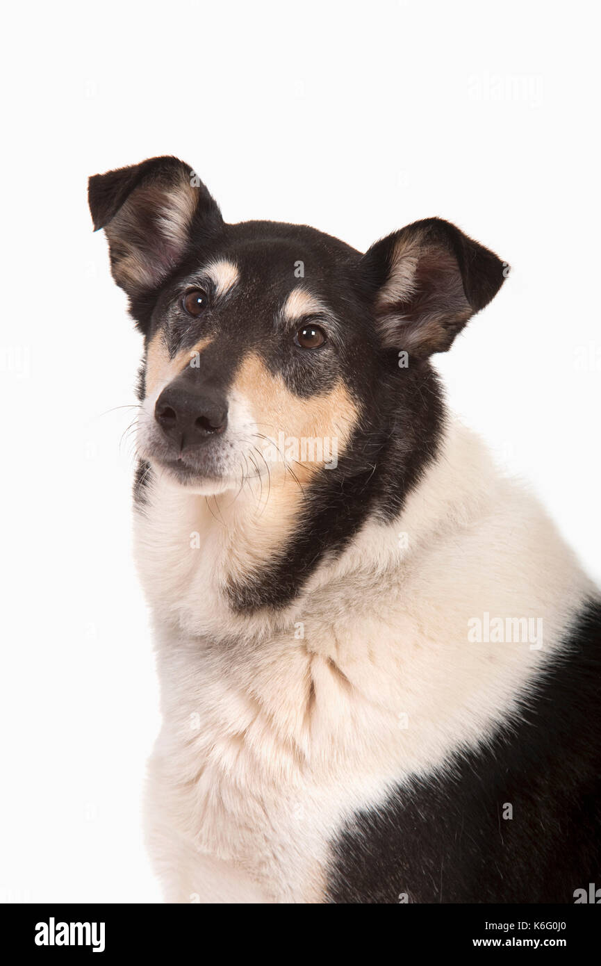 Smooth Collie Hund, Kopf geschossen, Studio, weißer Hintergrund, Stockfoto