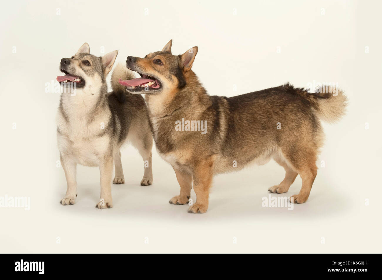 Schwedischer Vallhund Hund, Stehen, Studio, weißer Hintergrund, Paar miteinander Stockfoto