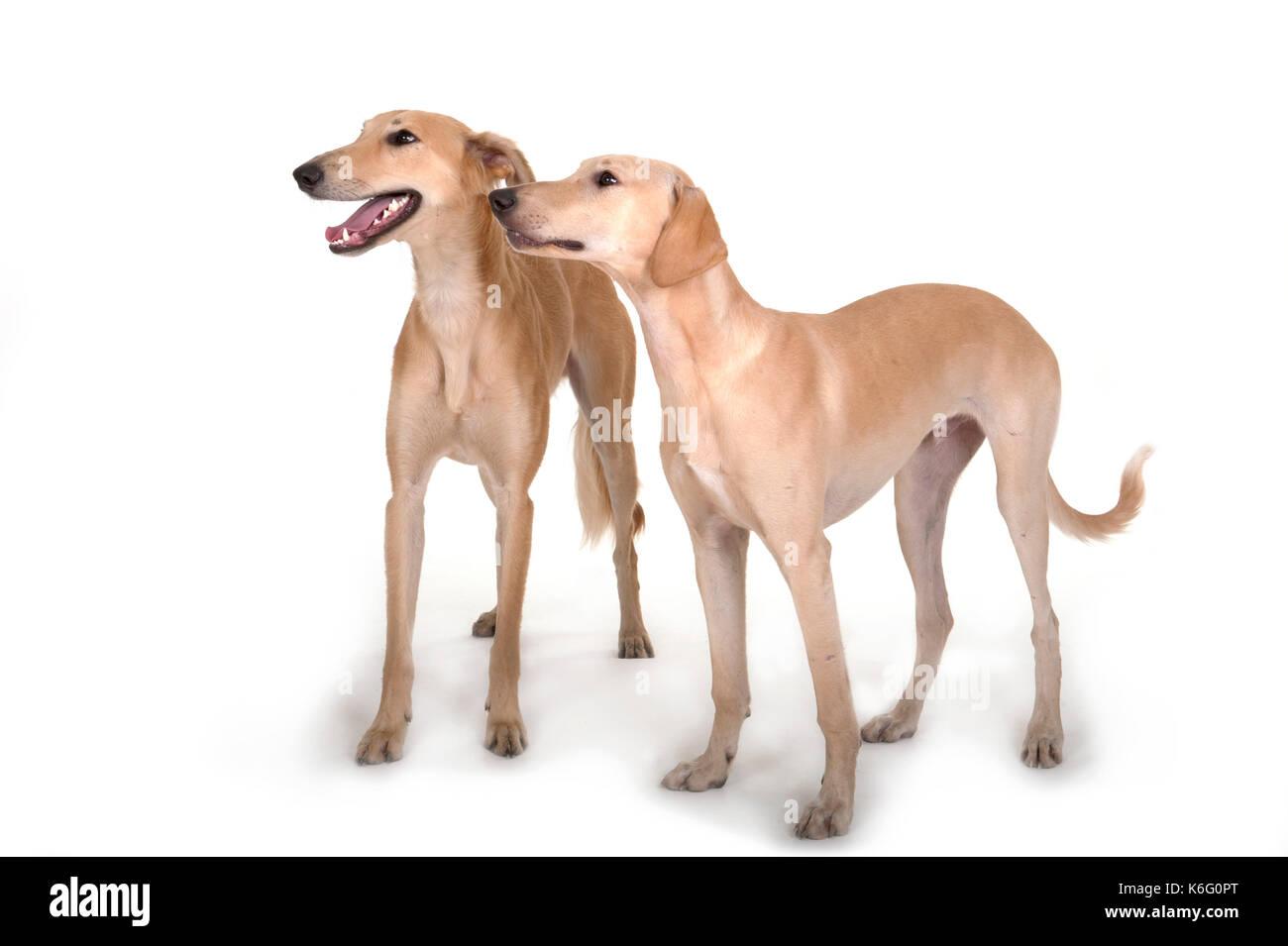 Paar Lurcher Hunde, zusammen stehen, Studio, weißer Hintergrund Stockfoto
