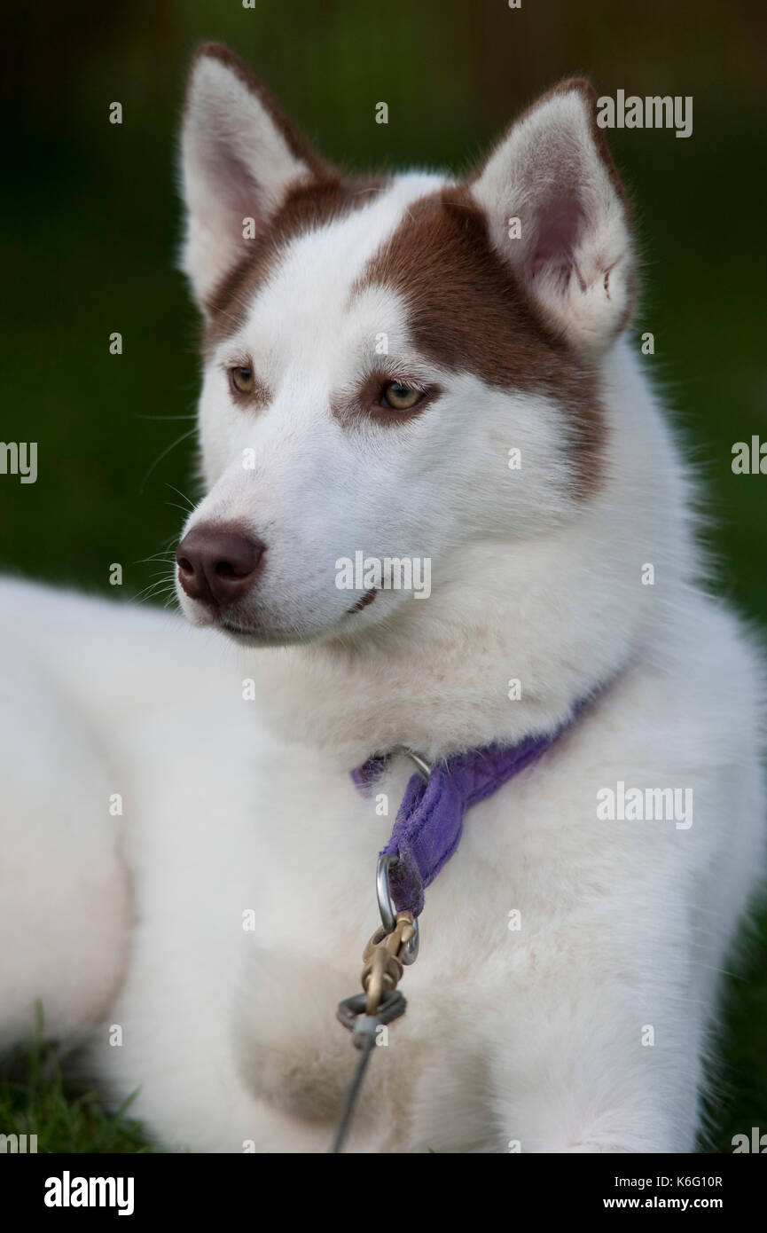 Husky Hund, mit der Leitung, Festlegung, fehlende vordere Bein, Außen, Großbritannien Stockfoto