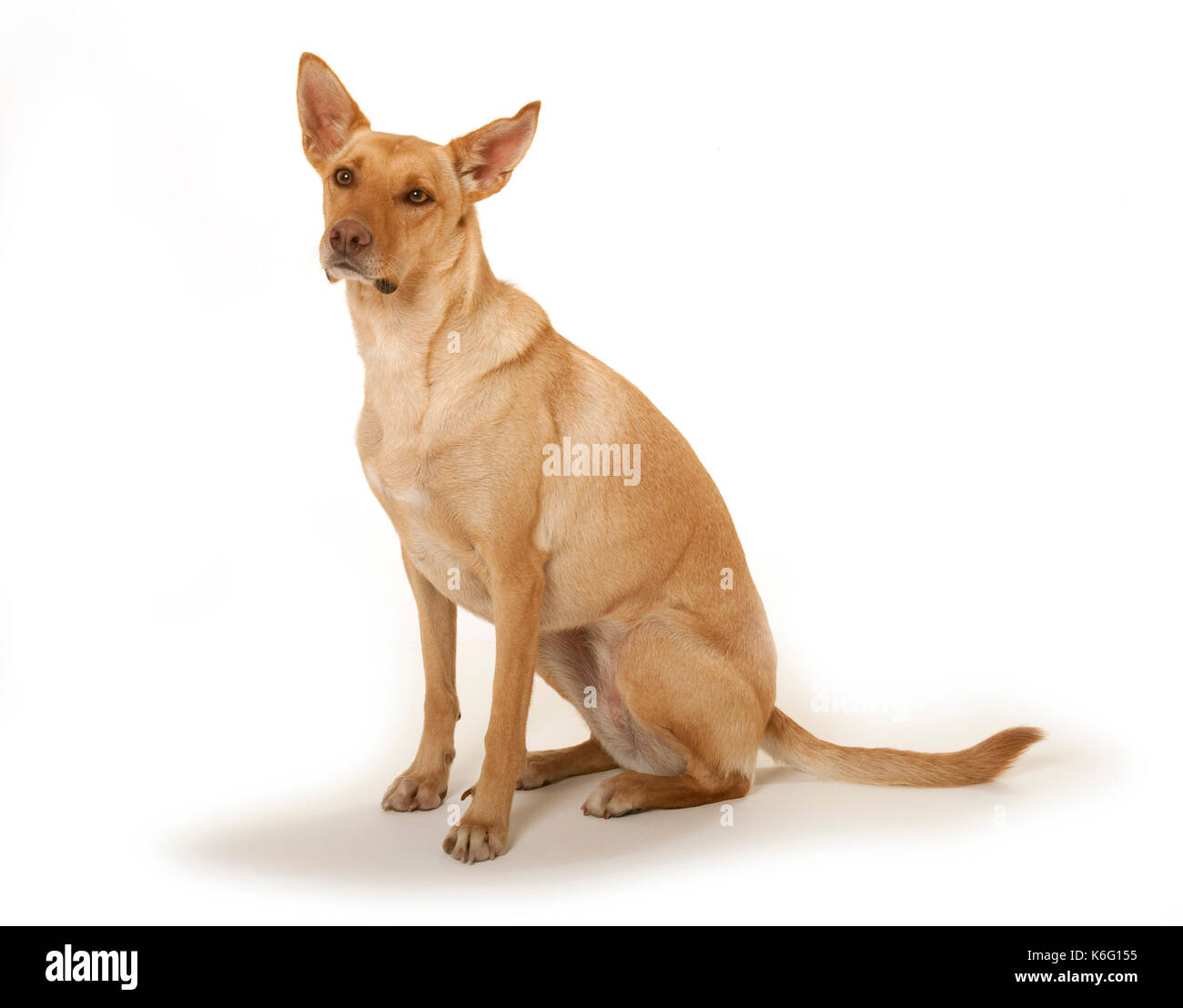 Australian Kelpie Hunde, Sitzen, Studie, Studio, weißer Hintergrund Stockfoto