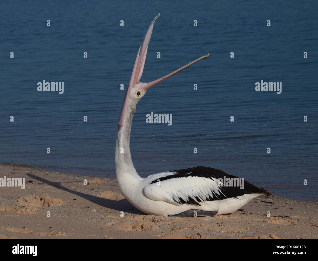 Lustige Pelikan seine Morgen strech Stockfoto