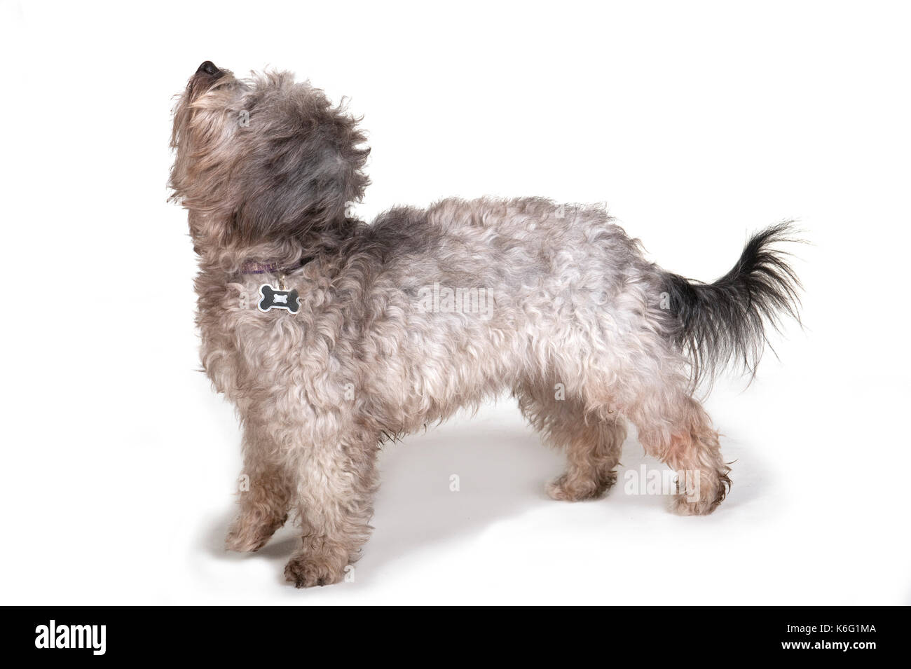 Hund im Studio, auf weißem Hintergrund, cup-out, Kent GROSSBRITANNIEN Stockfoto