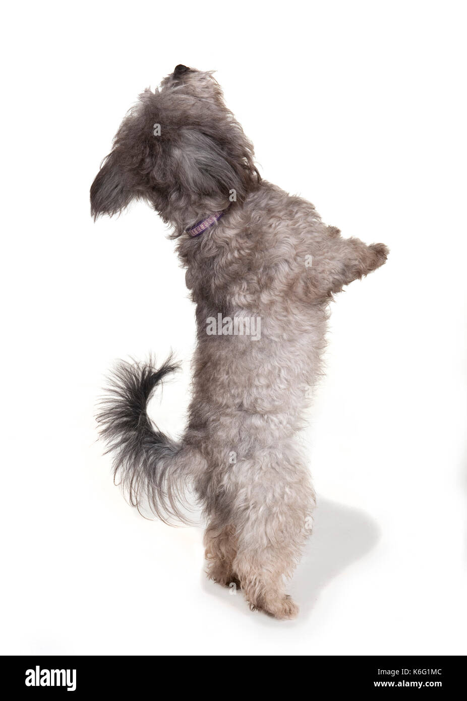 Hund im Studio, auf weißem Hintergrund, cup-out, Kent GROSSBRITANNIEN Stockfoto