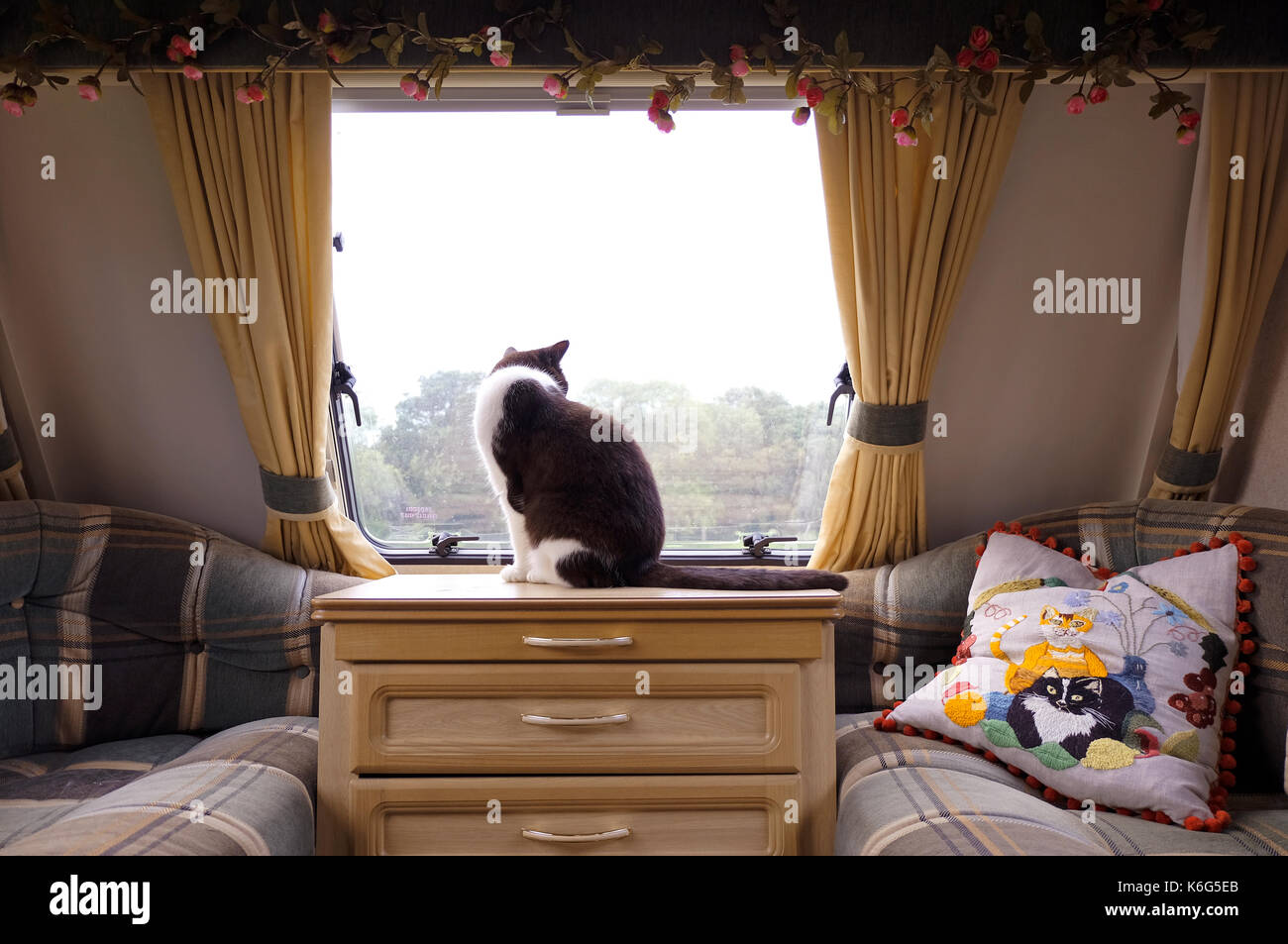 Schwarze und weiße Katze am Fenster sitzen mit Blick von Innen einen Wohnwagen Stockfoto