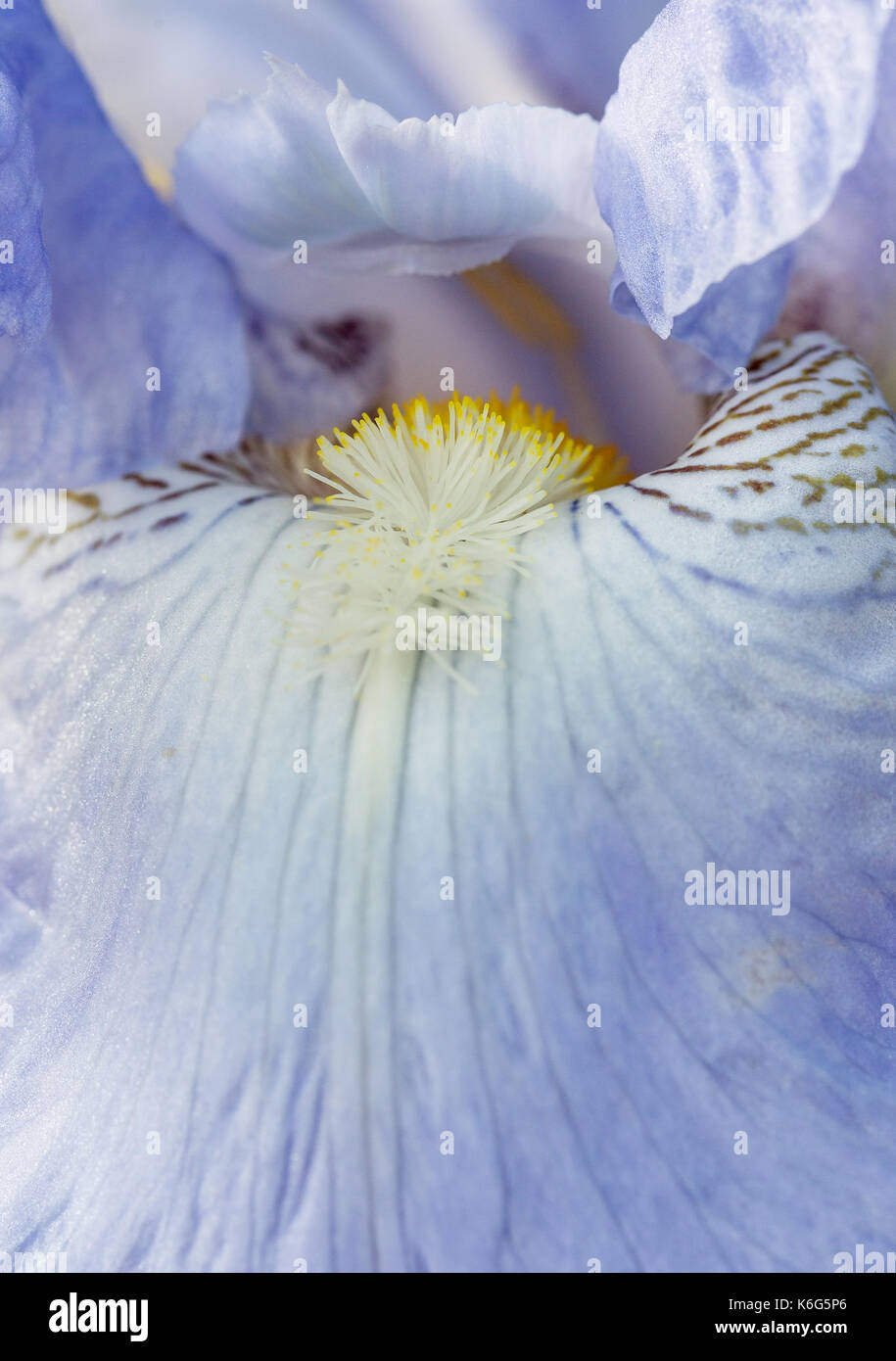 Schließen uo von bärtigen Iris - Iris' Jane Phillips' Stockfoto