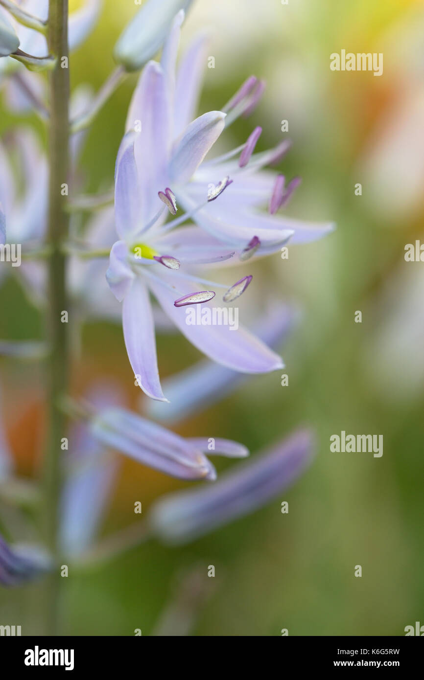 Camassia Cusickii Stockfoto