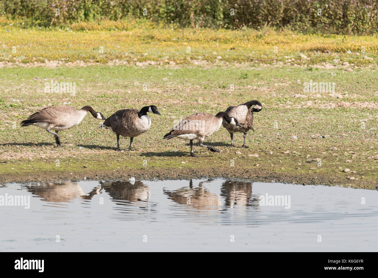 Vier Kanadagänse (Branta canadensis) Stockfoto