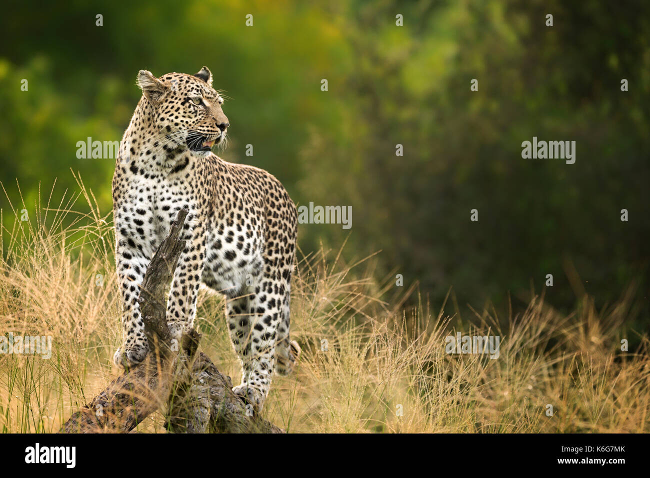 Matsebe, weiblichen Leopard (Panthera pardus) stehend auf treestump in Kwai, Okavango Delta, Botswana Stockfoto