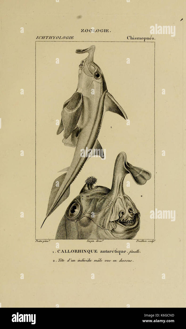 Wörterbuch des sciences naturelles (Ichthyologie, PL. 64) (7970812030) Stockfoto