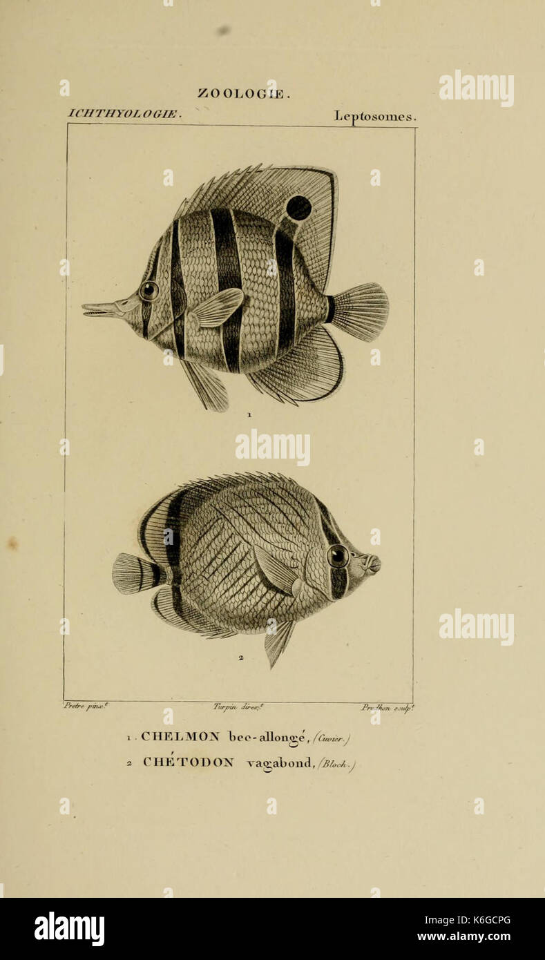 Wörterbuch des sciences naturelles (Ichthyologie, PL. 37) (7970784884) Stockfoto