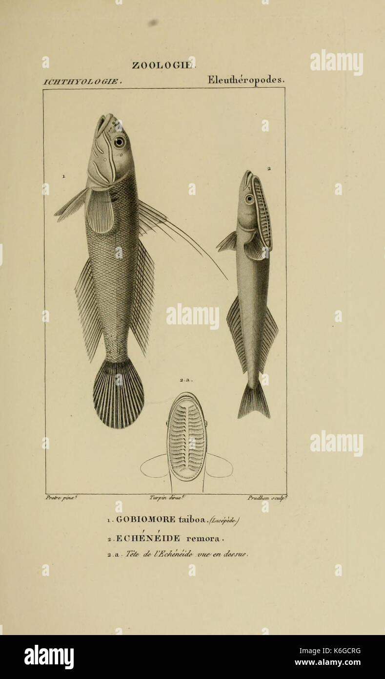 Wörterbuch des sciences naturelles (Ichthyologie, PL. 13) (7970761742) Stockfoto