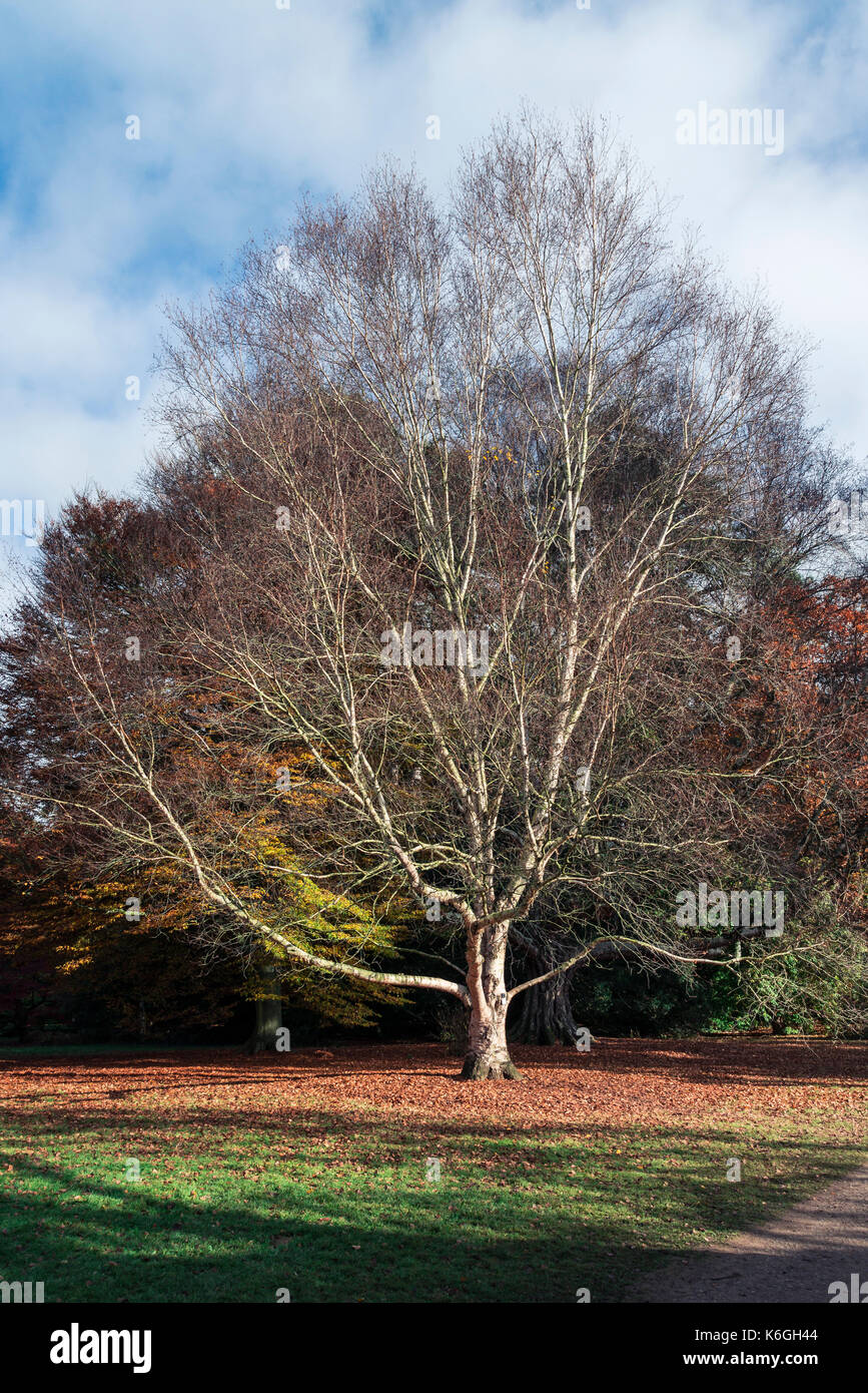 Ein Erman Birke (Betula costata x pubescens) in autimn Stockfoto