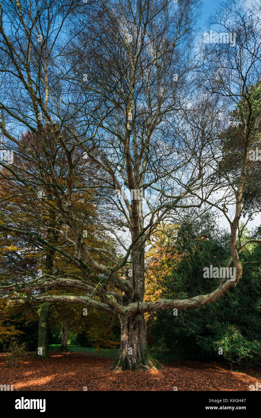 Ein Erman Birke (Betula costata x pubescens) in autimn Stockfoto