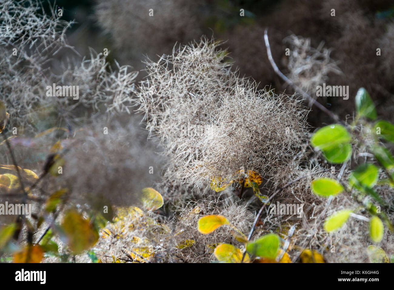 Eine Nahaufnahme der Europäischen smoketree (Cotinus coggygria) im Herbst Stockfoto
