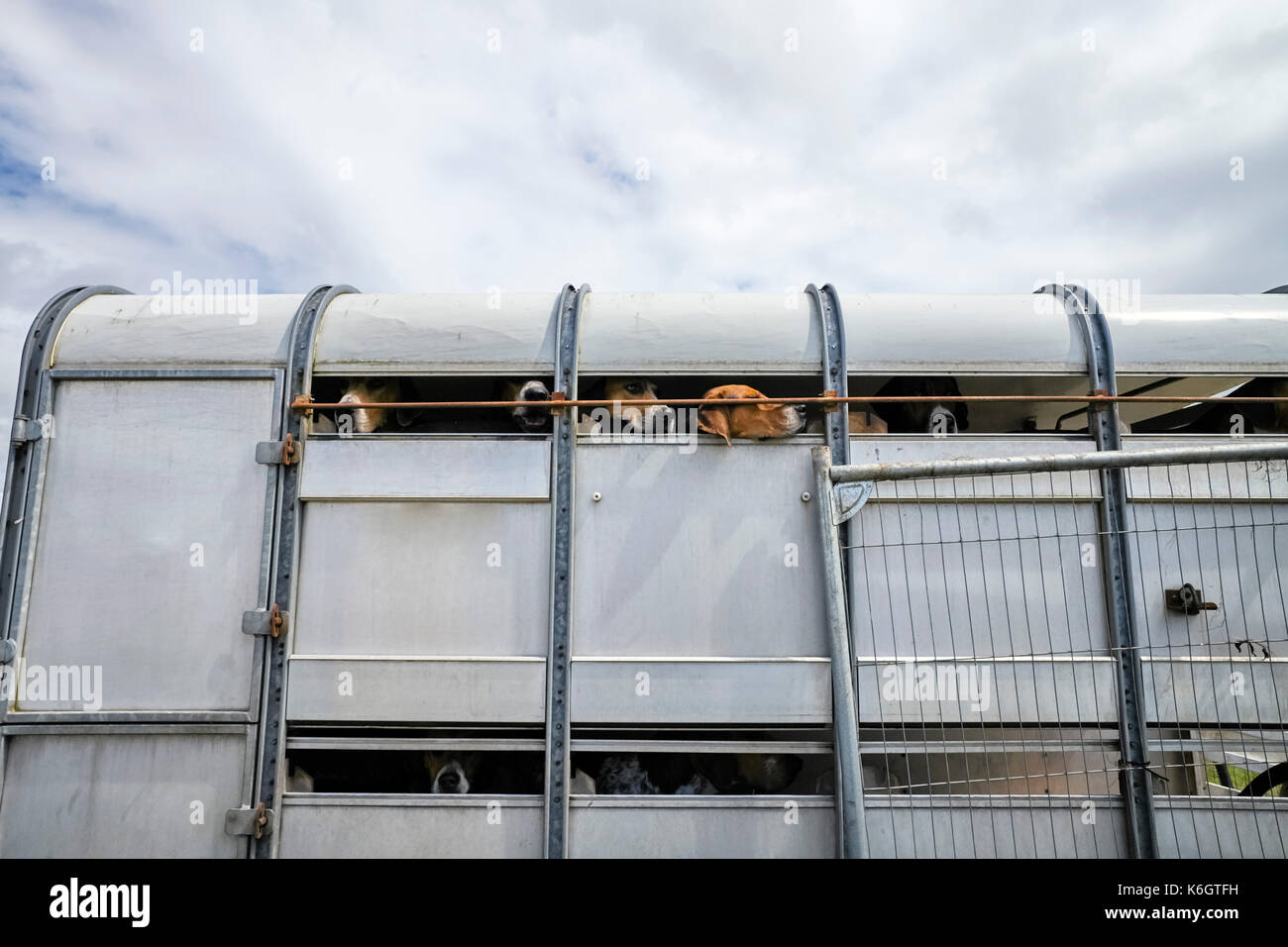 Jagd Jagdhunde in einem trailer Stockfoto