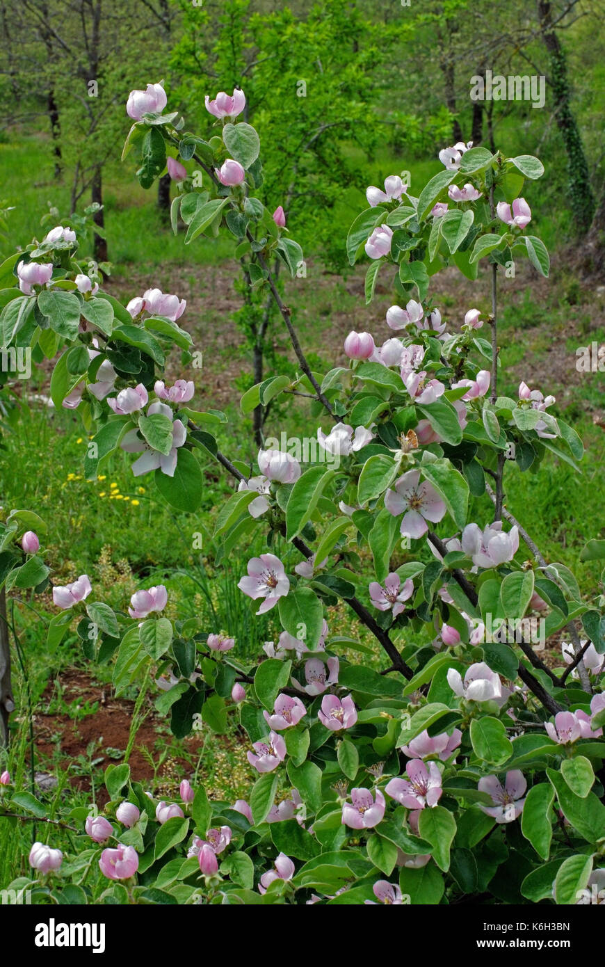 Cydonia oblonga, die Gemeinsame Quitte, Blüte, Familie der Rosaceae Stockfoto