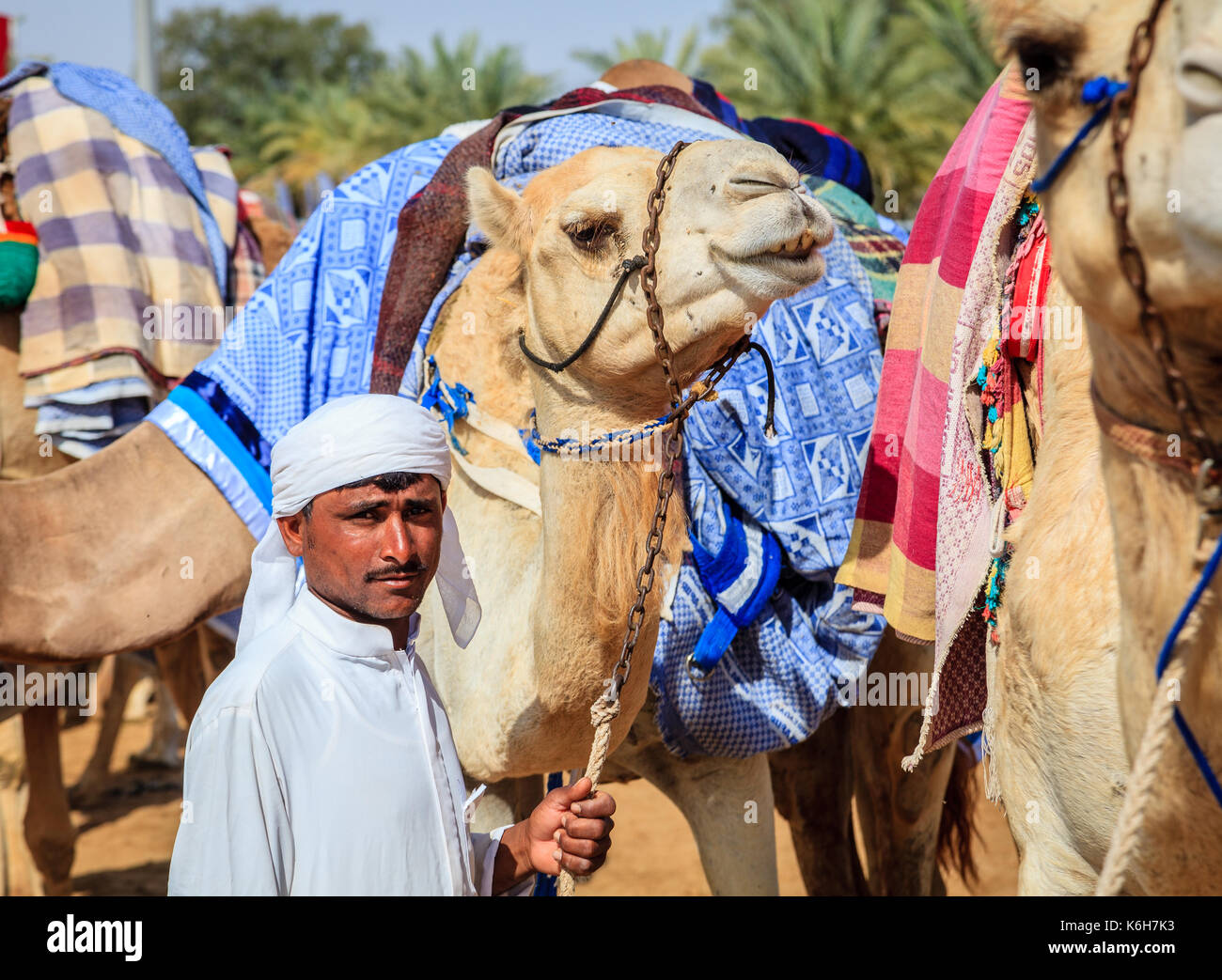 Dubai, Vereinigte Arabische Emirate - 25. März 2016: Camel Handler mit den Tieren am Dubai Camel Racing Club Stockfoto