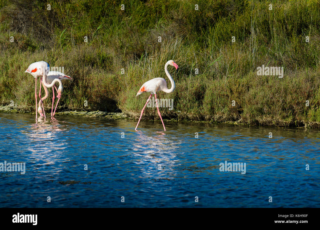 Rosa Flamingo in Sumpf, der an einem sonnigen Tag Stockfoto
