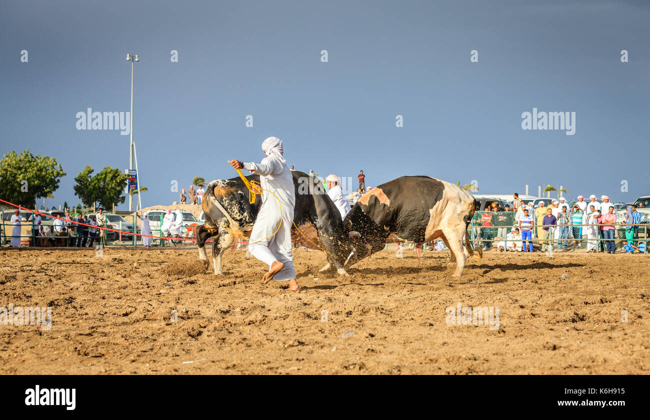 Fujairah, VAE, April 1, 2016: Bullen kämpfen in eine traditionelle Veranstaltung in Fujairah, VAE Stockfoto
