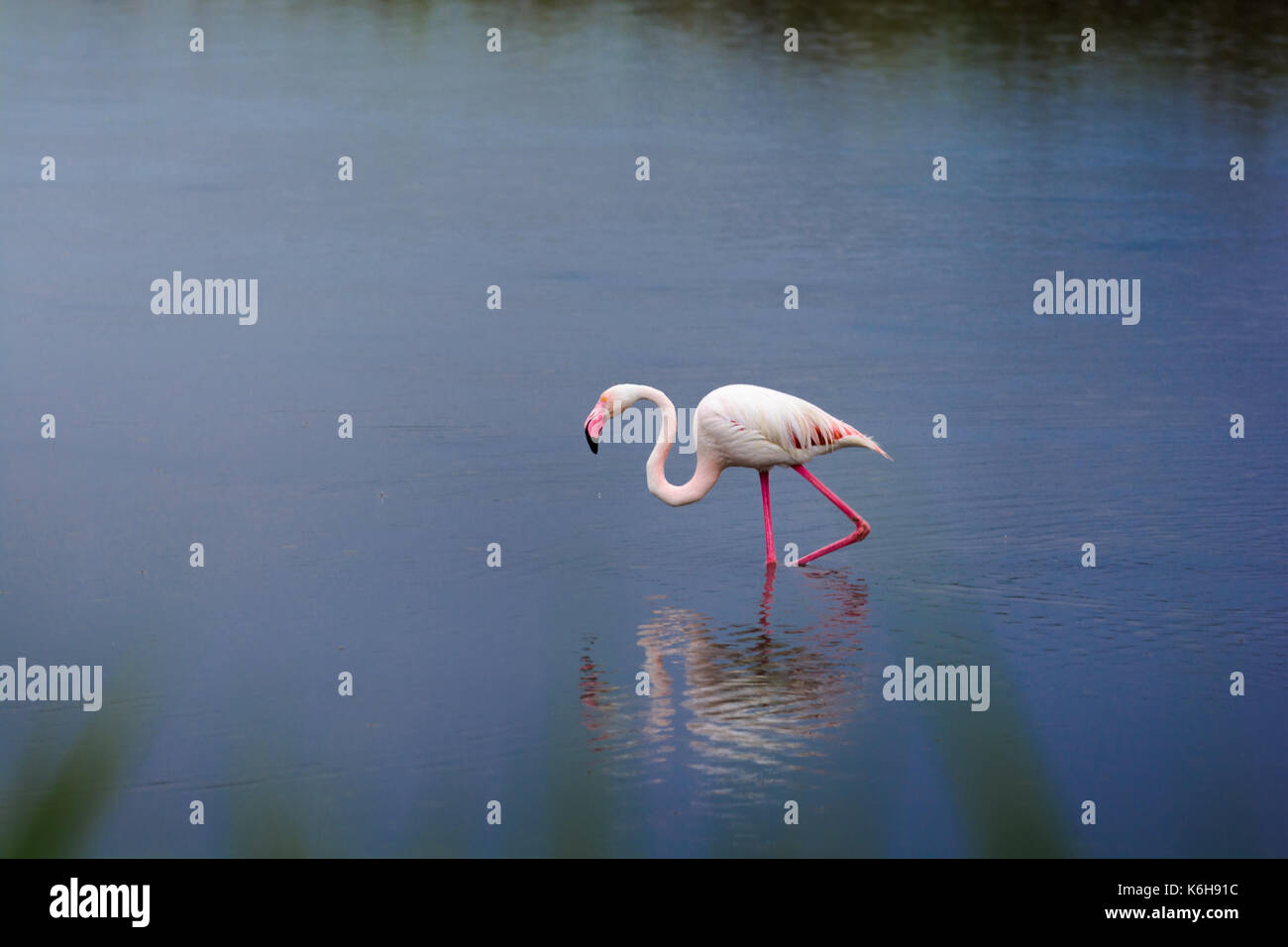 Rosa Flamingo in Sumpf Stockfoto