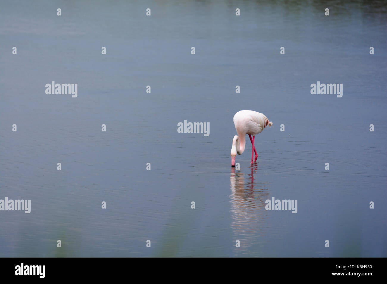 Rosa Flamingo in Sumpf Stockfoto