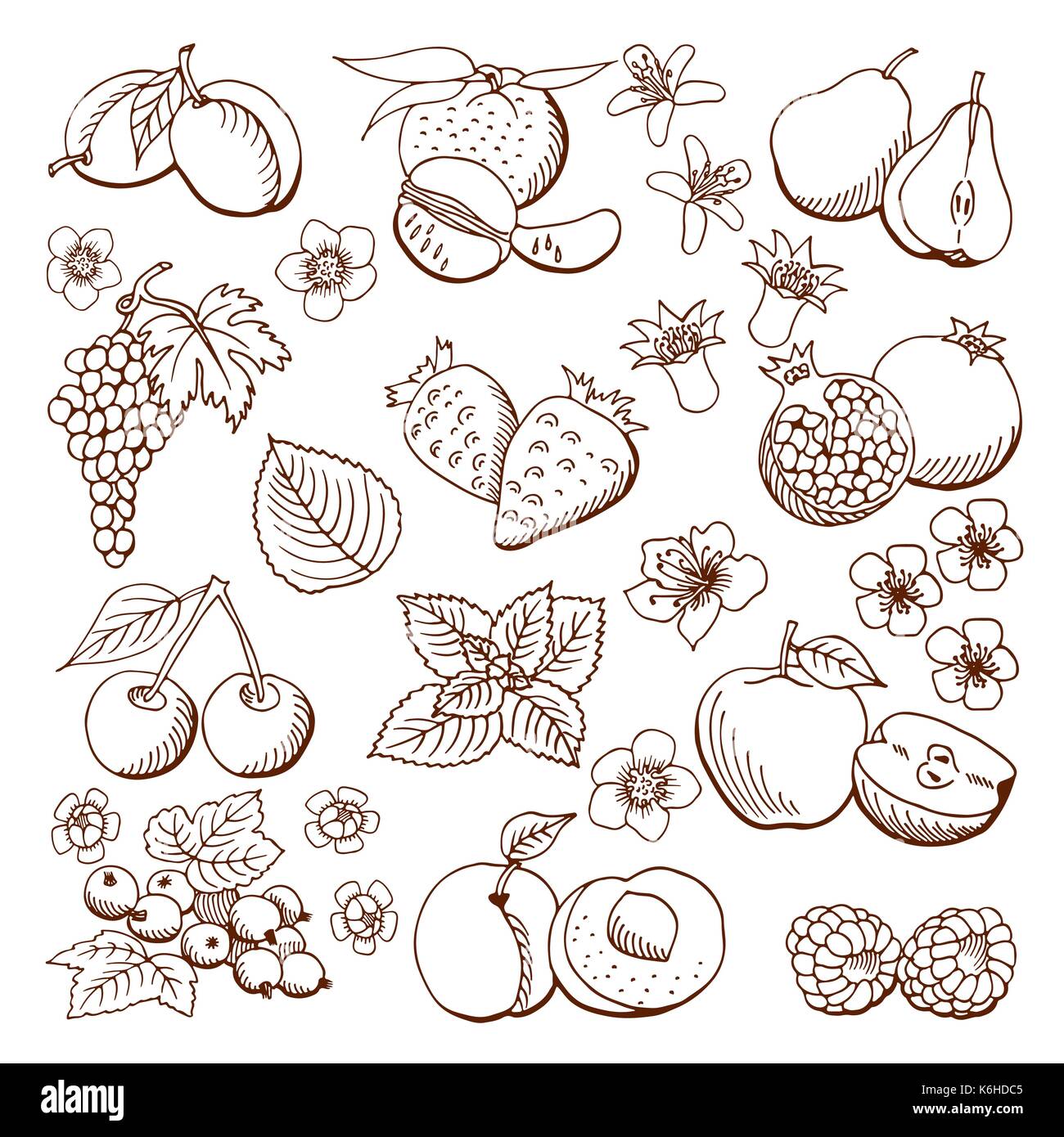 Früchte und Beeren. Vektor-Illustration. Design-Elemente. Stock Vektor