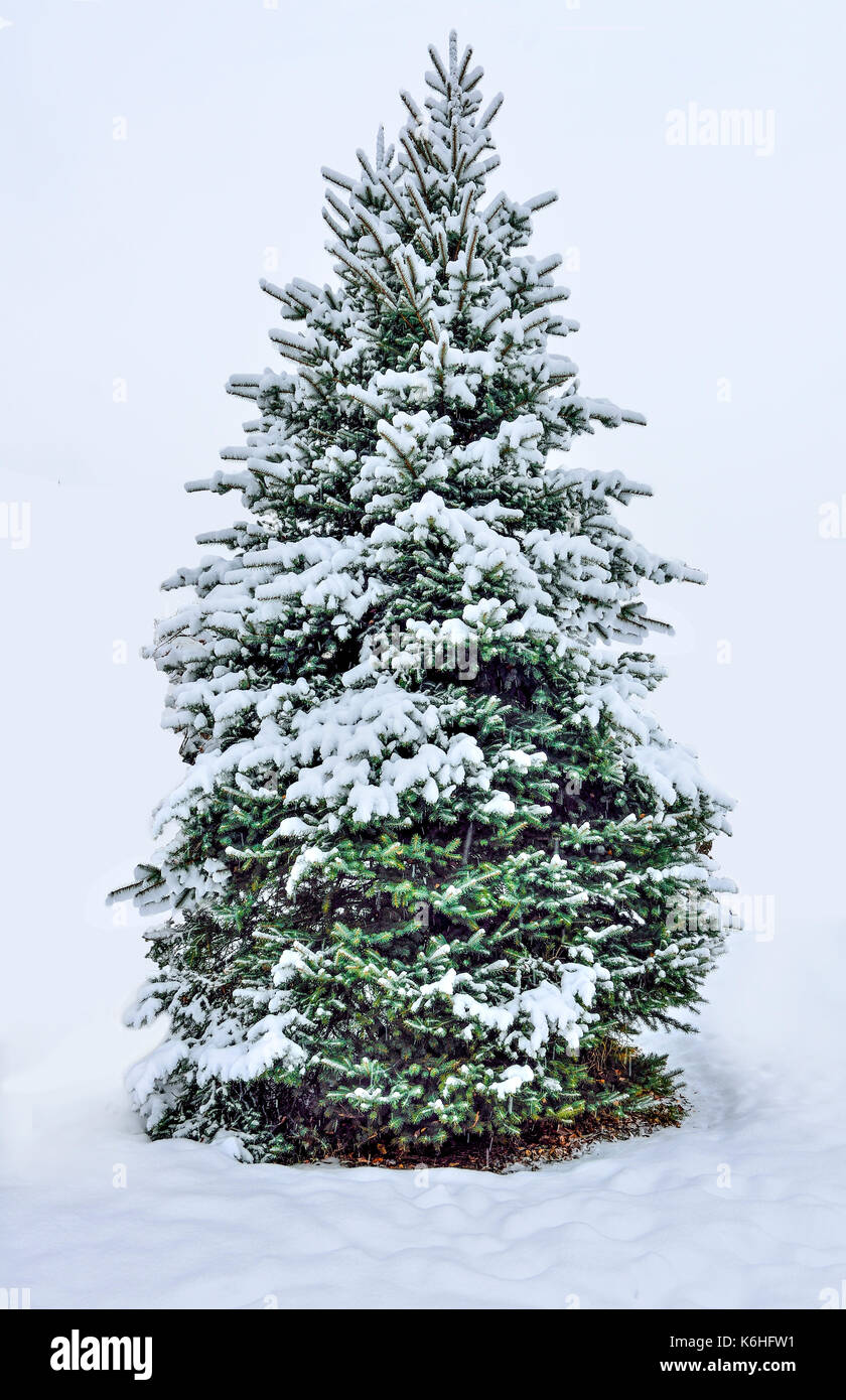 Flauschige grüne Schnee Weihnachtsbaum während einem Schneefall auf einem weißen Hintergrund abgedeckt Stockfoto