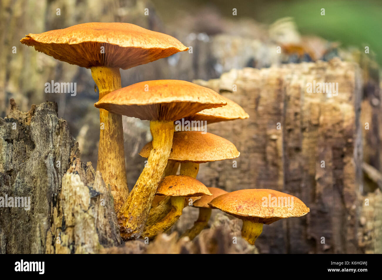 Pilze an Holz Stockfoto