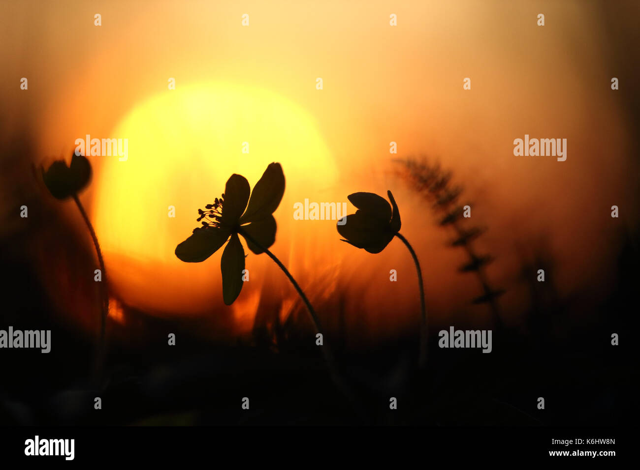 Buschwindröschen (Anemone officinalis) im Sonnenuntergang Stockfoto