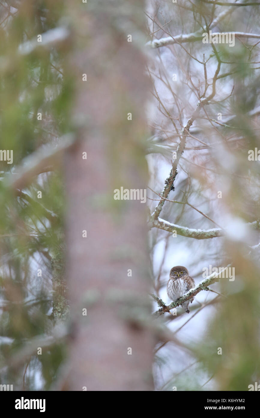 Sperlingskauz (Glaucidium passerinum) im Winter Stockfoto