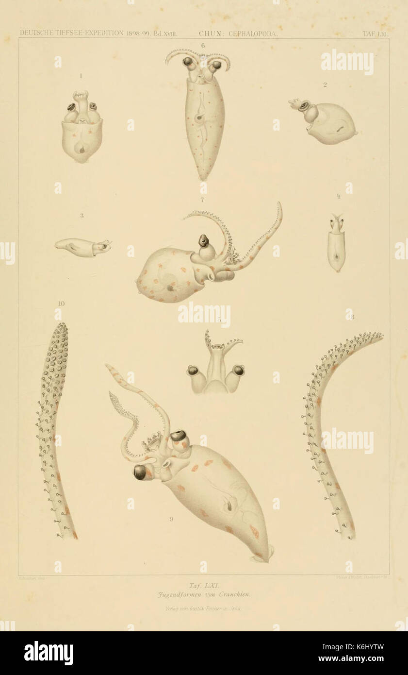 Die Cephalopoden (6285925337) Stockfoto